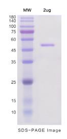 SDS-PAGE (GPC5-3285H).jpg